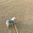 초보도 쉽게! 테디베어 스마트 진공 미용기 솔직 후기