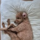 어울림동물메디컬센터 이미지