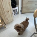 댕댕사우나 이미지