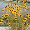 수호네 농장 이미지