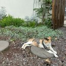 덕수리마을회관 | 제주 안덕 오마이코티지 오마코 - 엄마랑 로맨틱한 큰 집 1박 후기