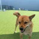 댕댕이 보호구역 이미지