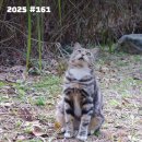 파파상클럽 | 계양아라온 백일홍 가을꽃축제 / 파파존스 크루아상 피자🍕 / 간석오거리 장수손만두, 팬케이브