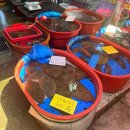 오이도전통수산시장AB(오이도수산물직판장AB) | 오이도 여행 코스 가볼 만한 곳 | 빨강등대 생명의나무 전통수산시장 어촌체험마을 수산물직매장