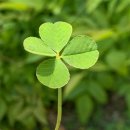 운칠기삼 이미지