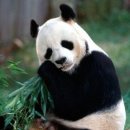 판다곰 이미지