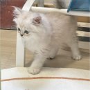 수원시 팔달구 중부대로183번길 | 수원 팔달구에서 편안하게 만나는 드림캣안심분양센터 고양이와 강아지