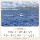 하와이 가족여행 혹등고래 웨일와칭 크루즈 성공후기