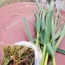 오리만찬 이미지