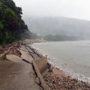 완도19호 이미지