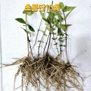 무늬바위취/물레대품/모시대/참나물/우산대품/뻐꾹채/작은용담/산나리(털중나리혼합)남은량/참으아리 가격인하 이미지