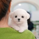 울산 강아지분양 미유펫 이미지