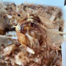 거북이 타코야끼 이미지