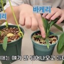 플랜츠컴퍼니