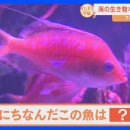 ​​​​​​​八景島シーパラダイス 春のイベント「海の生き物と花」が開催中！ 이미지