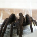 Tarantula 이미지
