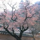 백양사(순천) 이미지