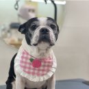 써니펫살롱 이미지