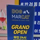 도그마켓부산