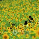 해바라기모바일 이미지