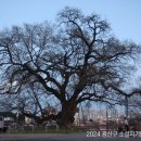 수완동 왕버들 이미지