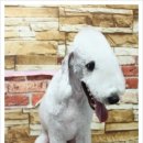 몽몽이애견미용 이미지