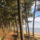 솔모랫길 이미지