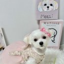 멍퍼피 이미지