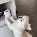 피정현 동물병원 이미지