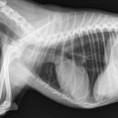 투투 동물병원 이미지