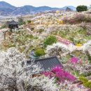 청춘-숲속의 섬,  이미지