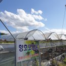 향호(포도)농장 이미지