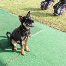 해비치 골프 민박 이미지