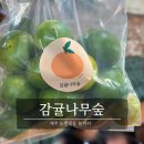 감귤나무숲 | 제주ㅣ제주공항 근처 귤따기 체험 감귤나무숲