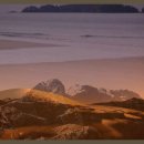 나의 단짝 반려동물 이미지