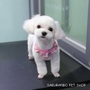 사쿠란보애견샵 부산대점 이미지