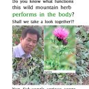 Wild grass, etc. used to improve the natural healing ability of my body 이미지