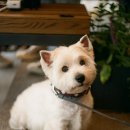 화이트그루밍 이미지