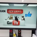 고양이 생활 호텔 이미지