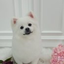 설 grooming 이미지