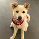 진도호시 이미지