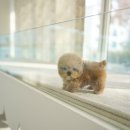 디디펫 수원강아지분양 이미지