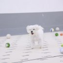 퍼피스프링 부천점 이미지