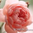 로즈-인 이미지