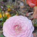 금관보다 더 소중한 사랑 이미지