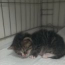 염리초교 이미지