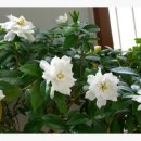 해인향기 이미지