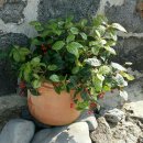 봉숙이네바닷가 민박 이미지