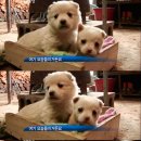 [동물농장] 왕서방(개님)이 데려온 꼬물꼬물 귀여운 강아지 두마리 이미지