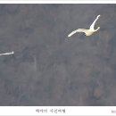 고니 Daum카페
